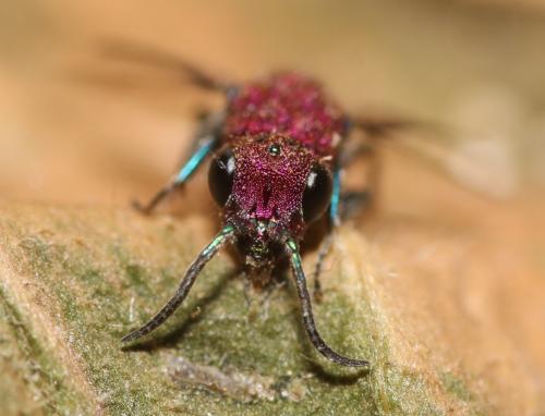 Réf. 354 265 : Chrysura cuprea
